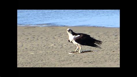 Osprey Caught Flounder At Fish Haul Creek Youtube