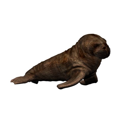 Walrus Png Photo Image Png Play