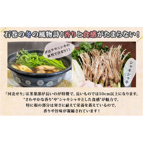 【1月16日発送】せり鍋 セット 1 2人前 せり 長ねぎ パックご飯 スープ 鶏肉 セリ セリ鍋 河北せり 野菜 鍋 宮城県石巻市