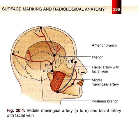 BD Chaurasias Human Anatomy Volume 3 Head Neck And Bra Flickr