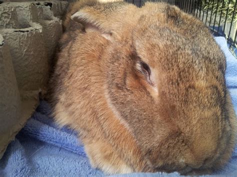 Rescued Flemish Giant All Cuddles And Tooth Rabbits Reddit