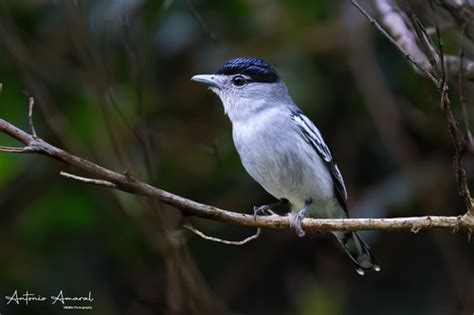 Black Capped Becard Pachyramphus Marginatus INaturalist Canada