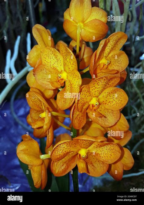 Orchidee, Vanda, Hybride Stock Photo - Alamy