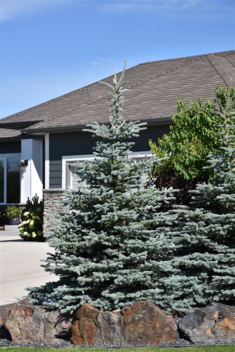 Baby Blue Colorado Blue Spruce Picea Pungens Baby Blue At Gertens Artofit