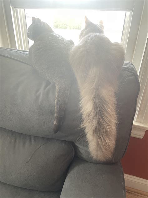 I Love The Different In My Cats Tails They Are Brother And Sister😁 Oc