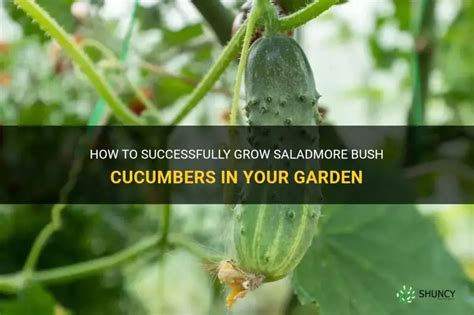 How To Successfully Grow Saladmore Bush Cucumbers In Your Garden Shuncy