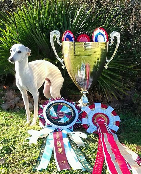 Accueil Elevage du Jardin d Hélios eleveur de chiens Petit Lévrier