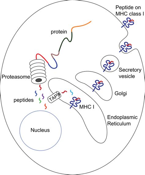 Antigen Processing And Presentation TeachMePhysiology