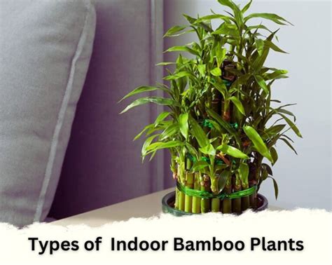 12 Different Types of Indoor Bamboo Plants: Image + Caring Tips ...