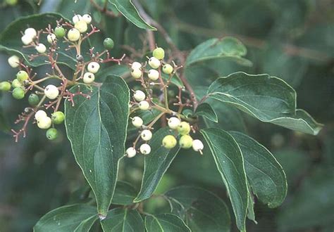 Cornus Racemosa Landscape Plants Oregon State University