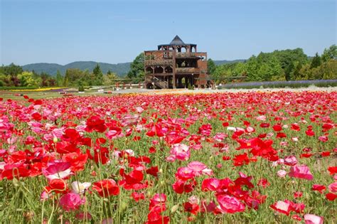 広島の観光、イベント、お祭りなどの情報ブログ 国営備北丘陵公園 「初夏の花物語2015」