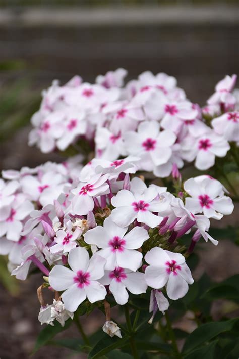 White Eye Flame Garden Phlox Phlox Paniculata White Eye Flame In Edmonton St Albert Sherwood