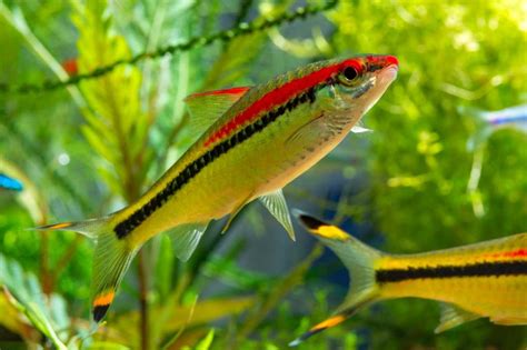 Denison Barb Care Breeding And Maintenance