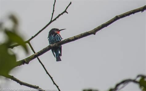 Bee Eater Black Merops Gularis Uganda World Bird Photos