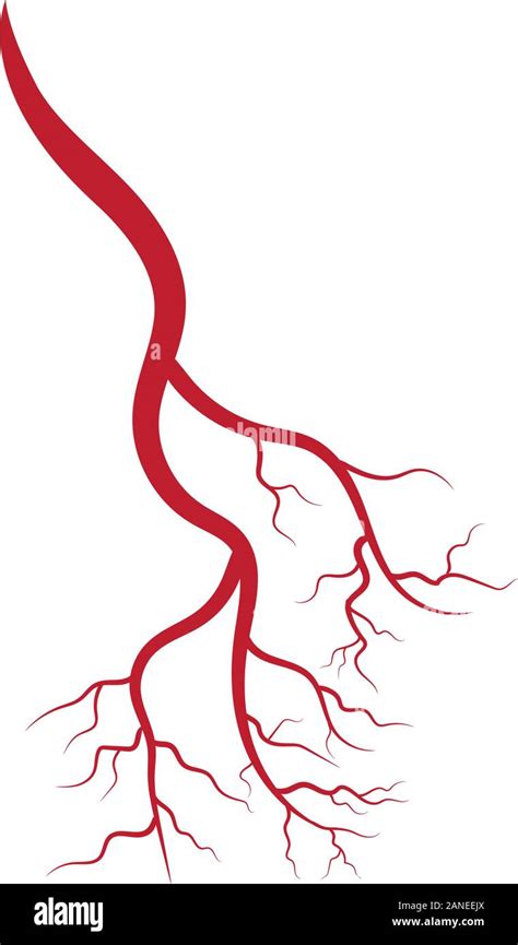 Human Veins And Arteries Illustration Design Template Stock Vector