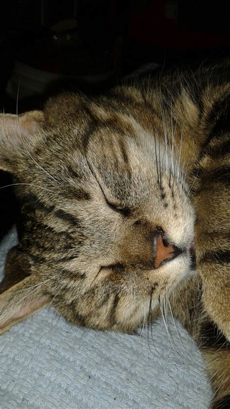 A Close Up Of A Cat Laying On Top Of A Bed With Its Eyes Closed