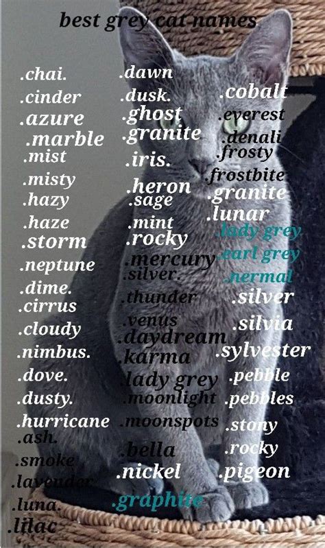 Grey cat names 250 great names for grey kittens – Artofit