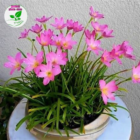 Jual Tanaman Lilly Hujan Bunga Pink Tanaman Hias Lilly Hujan Bunga Pink