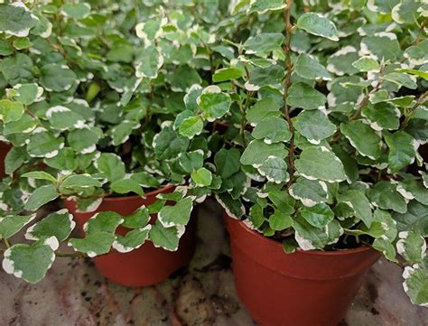 Creeping Fig Guide How To Grow Care For Ficus Pumila Ficus