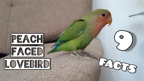 PEACH FACED LOVEBIRD Facts And Mutations YouTube