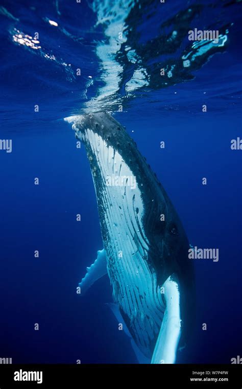 Humpback Whale Megaptera Novaeangliae Female At Sea Surface Tonga South Pacific September