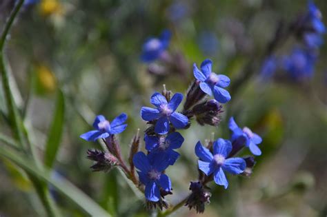 Flor Naturaleza El Verano Foto Gratis En Pixabay