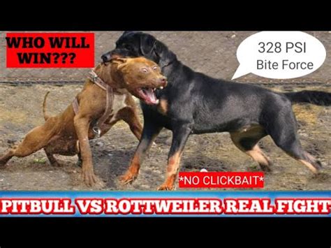 Pitbull Vs Rottweiler Real Fight Pitbull Vs Rottweiler Comparison