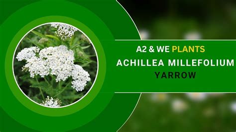 Electro Homeopathy Used Plants Achillia Milifolium Yarrow An