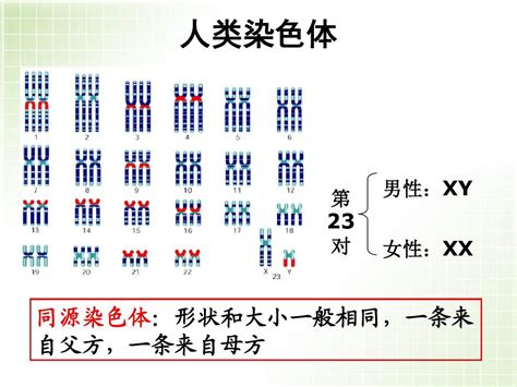 染色体组和同源染色体概念辨析word文档在线阅读与下载无忧文档