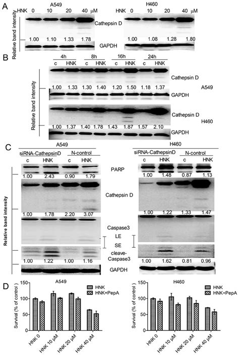 Hnk Induces Apoptosis In A Cathepsin D Involved Manner A And B The