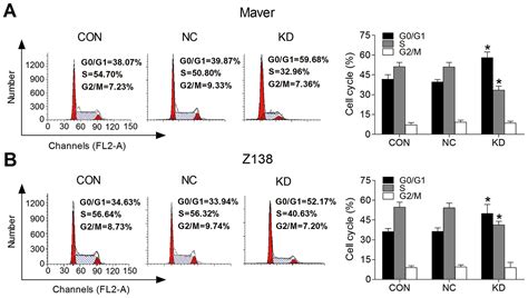 B H Silencing Inhibits Tumor Progression Of Mantle Cell Lymphoma And