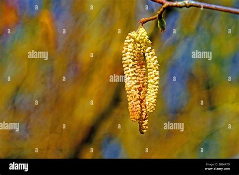 Pussy Willow In Spring Stock Photo Alamy