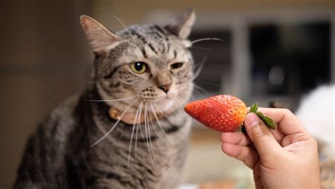 Can Cats Eat Strawberries Are Strawberries Safe For Cats Cattime