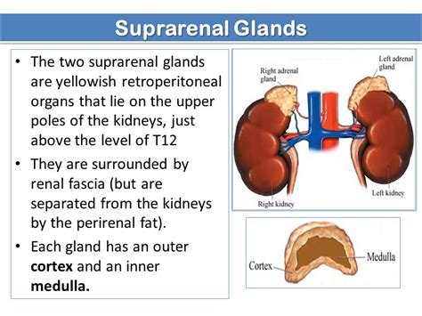 Adrenal Gland Anatomy Adrenal Glands Johns Hopkins Medicine Drawing Tuan