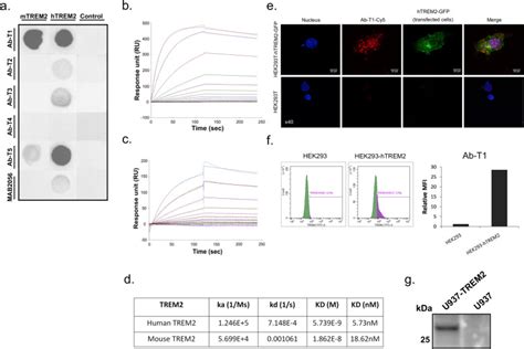 Mouse Trem2 Sino Biological Bioz