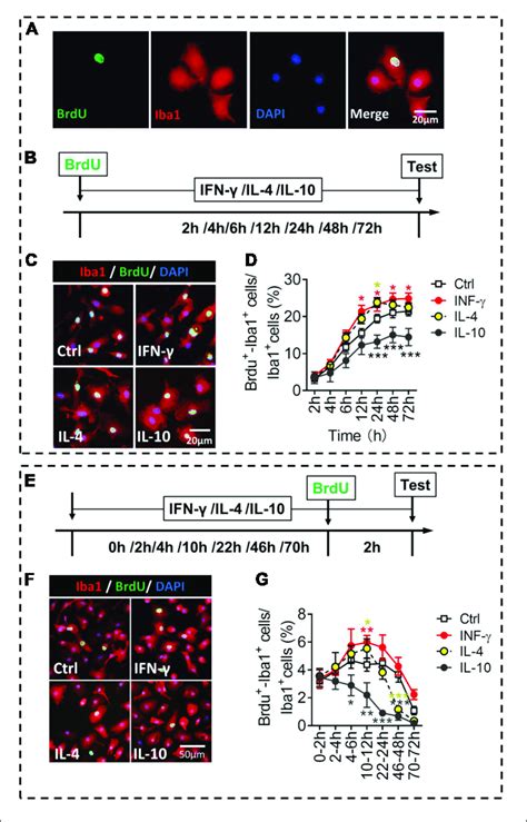 Proliferative ability of microglial phenotypes induced by IFN γ