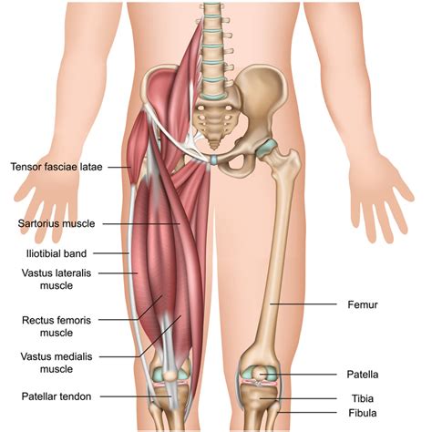 Acupuncture For Tensor Fasciae Latae Tfl Pain Acupuncture Dry Needling Prolotherapy In