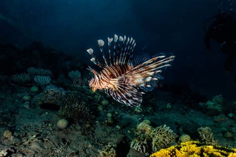 Lion Fish In The Red Sea Stock Photo Image Of Israel 128754222