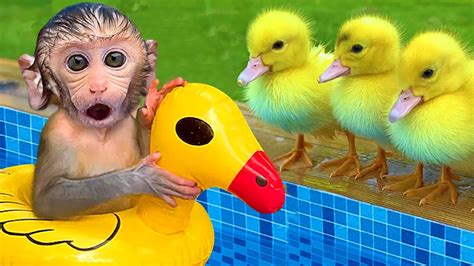 Monkey Baby Bon Bon Uses Toilet Paper And Naughty In The Pool With