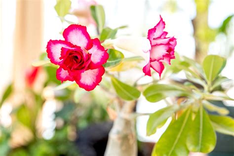 How To Grow And Care For Desert Rose