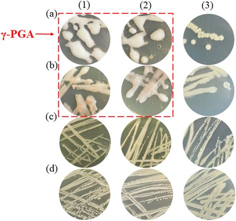 Colony Morphology Analysis Of B Megaterium OP 1 A B Licheniformis