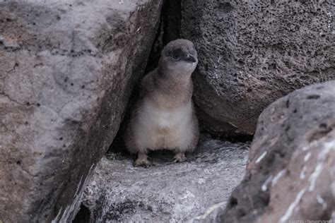 Little Blue Penguin St Kilda Pier Melbourne Australia Flickr