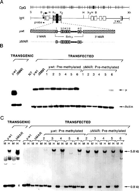 Figure 1 From Nuclear Matrix Attachment Regions Antagonize Methylation