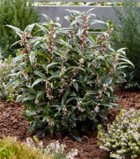 Sarcococca Hookeriana Humilis ‘winter Gem Dwarf Sweetbox Pp26599