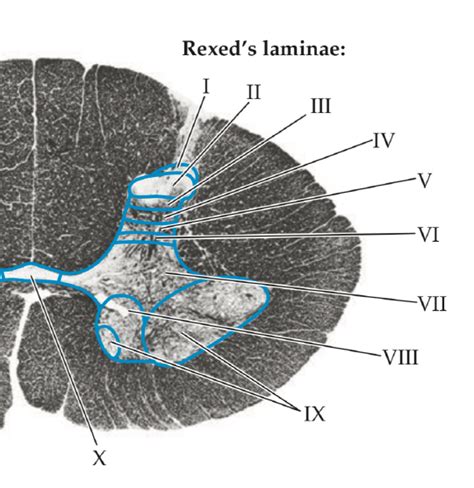 Láminas De Rexed Diagram Quizlet