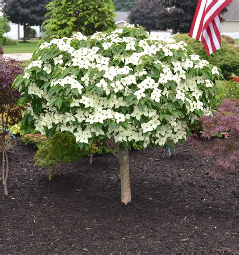 Japanese Dogwood Tree Fruit | Fruit Trees