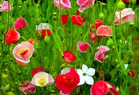 Bakgrund Blommor Vallmo Kronblad 🔥 Gratis Bilder