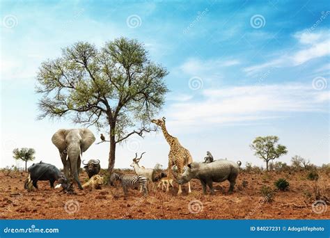 African Safari Animals Meeting Together Around Tree Stock Image Image