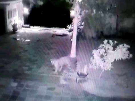 Leopard Hunted Dog In Tiger Hills Area Video Going Viral On Social