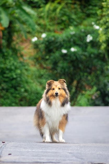 Perro Pastor Shetland Sable Rojo Esponjoso Foto Premium